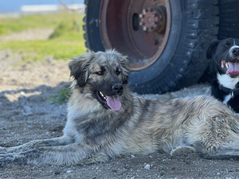 Bepo-hunde-aus-dem-tierschutz-hunde-adoptieren-tierschutzverein-rhein-main-hunde-in-not-rhein-main-e.V.