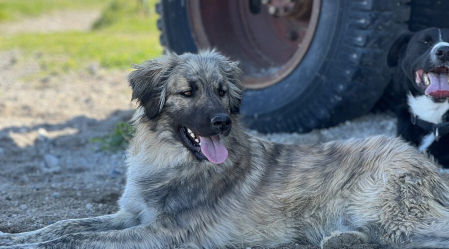 Bepo-hunde-aus-dem-tierschutz-hunde-adoptieren-tierschutzverein-rhein-main-hunde-in-not-rhein-main-e.V.