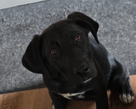 Kara-hunde-aus-dem-tierschutz-hunde-adoptieren-tierschutzverein-rhein-main-hunde-in-not-rhein-main-e.V.