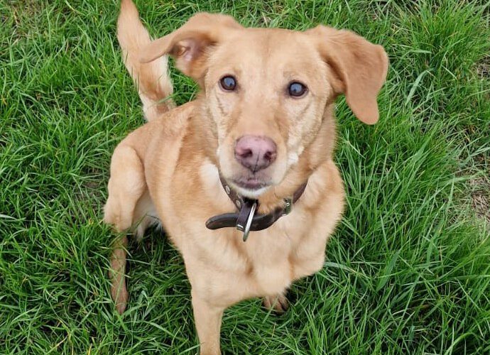 Mia II-hunde-aus-dem-tierschutz-hunde-adoptieren-tierschutzverein-rhein-main-hunde-in-not-rhein-main-e.V.