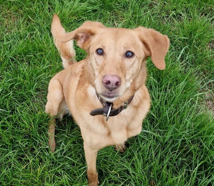 Mia II-hunde-aus-dem-tierschutz-hunde-adoptieren-tierschutzverein-rhein-main-hunde-in-not-rhein-main-e.V.