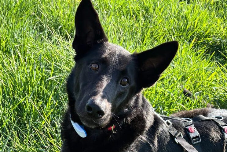 Mike II-hunde-aus-dem-tierschutz-hunde-adoptieren-tierschutzverein-rhein-main-hunde-in-not-rhein-main-e.V.