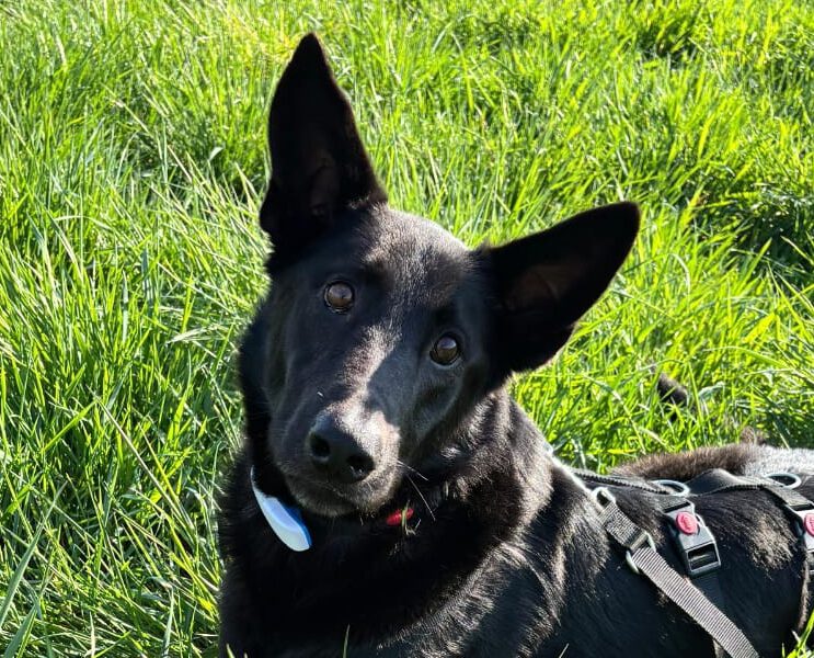 Mike II-hunde-aus-dem-tierschutz-hunde-adoptieren-tierschutzverein-rhein-main-hunde-in-not-rhein-main-e.V.