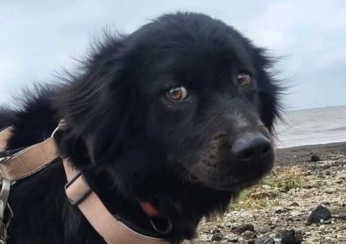 Rosie-hunde-aus-dem-tierschutz-hunde-adoptieren-tierschutzverein-rhein-main-hunde-in-not-rhein-main-e.V.