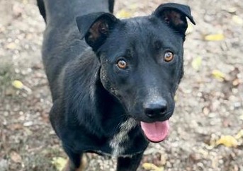 Tifo-hunde-aus-dem-tierschutz-hunde-adoptieren-tierschutzverein-rhein-main-hunde-in-not-rhein-main-e.V.