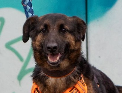 Tino-hunde-aus-dem-tierschutz-hunde-adoptieren-tierschutzverein-rhein-main-hunde-in-not-rhein-main-e.V.