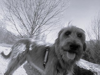 Michl-hunde-aus-dem-tierschutz-hunde-adoptieren-tierschutzverein-rhein-main-hunde-in-not-rhein-main-e.V.