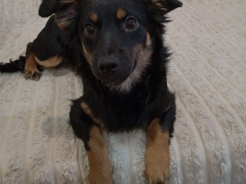 Nala-hunde-aus-dem-tierschutz-hunde-adoptieren-tierschutzverein-rhein-main-hunde-in-not-rhein-main-e.V.