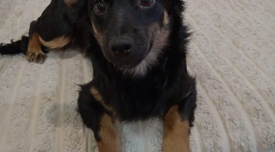Nala-hunde-aus-dem-tierschutz-hunde-adoptieren-tierschutzverein-rhein-main-hunde-in-not-rhein-main-e.V.