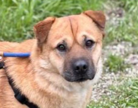 Miko-hunde-aus-dem-tierschutz-hunde-adoptieren-tierschutzverein-rhein-main-hunde-in-not-rhein-main-e.V.