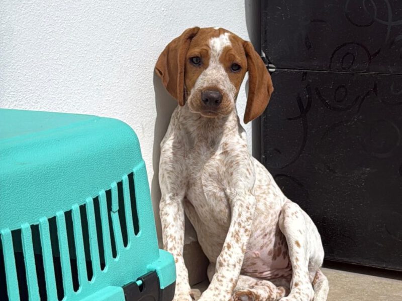 Amy-hunde-aus-dem-tierschutz-hunde-adoptieren-tierschutzverein-rhein-main-hunde-in-not-rhein-main-e.V.
