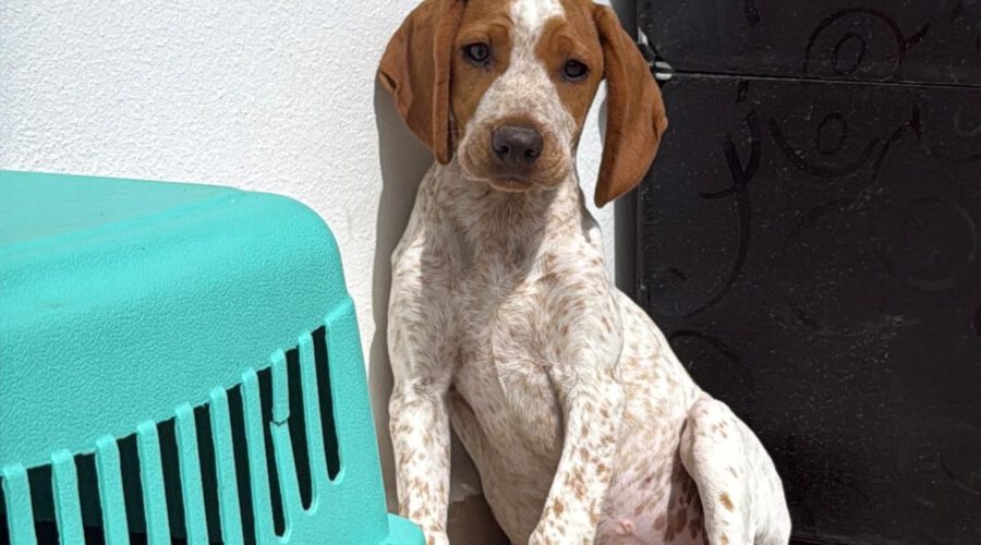 Amy-hunde-aus-dem-tierschutz-hunde-adoptieren-tierschutzverein-rhein-main-hunde-in-not-rhein-main-e.V.
