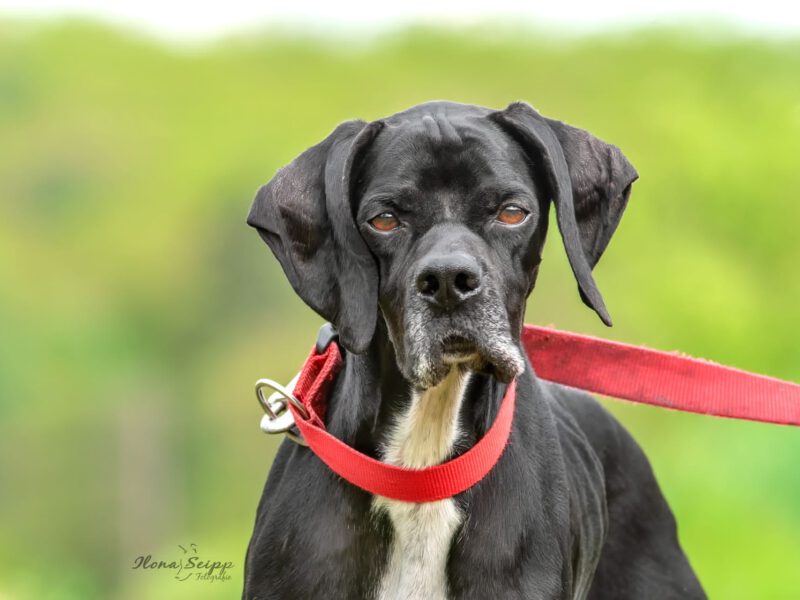 Nicola-hunde-aus-dem-tierschutz-hunde-adoptieren-tierschutzverein-rhein-main-hunde-in-not-rhein-e.V.