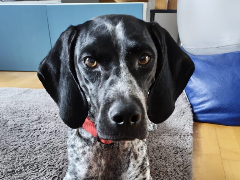 Artemis I-hunde-aus-dem-tierschutz-hunde-adoptieren-tierschutzverein-