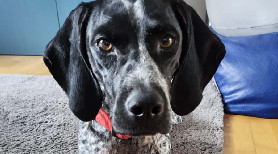 Artemis I-hunde-aus-dem-tierschutz-hunde-adoptieren-tierschutzverein-