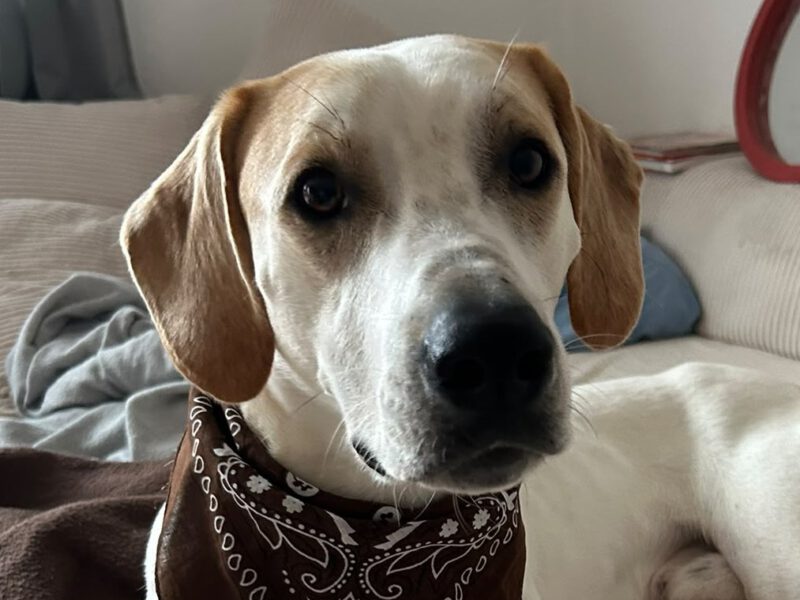 Rodney-hunde-aus-dem-tierschutz-hunde-adoptieren-tierschutzverein-rhein-main-hunde-in-not-rhein-main-e.V.
