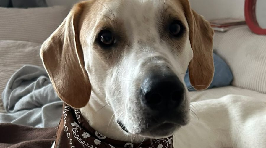 Rodney-hunde-aus-dem-tierschutz-hunde-adoptieren-tierschutzverein-rhein-main-hunde-in-not-rhein-main-e.V.