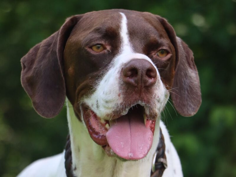 Texas-hunde-aus-dem-tierschutz-hunde-adoptieren-tierschutzverein-rhein-main-hunde-in-not-rhein-main-e.V.