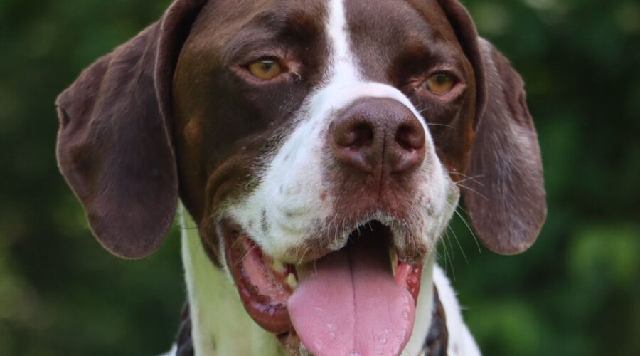 Texas-hunde-aus-dem-tierschutz-hunde-adoptieren-tierschutzverein-rhein-main-hunde-in-not-rhein-main-e.V.