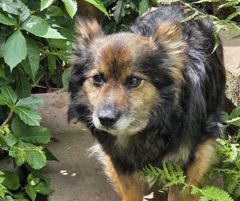 Pimpek-hunde-aus-dem-tierschutz-hunde-adoptieren-tierschutzverein-rhein-main-hunde-in-not-rhein-main-e.V.