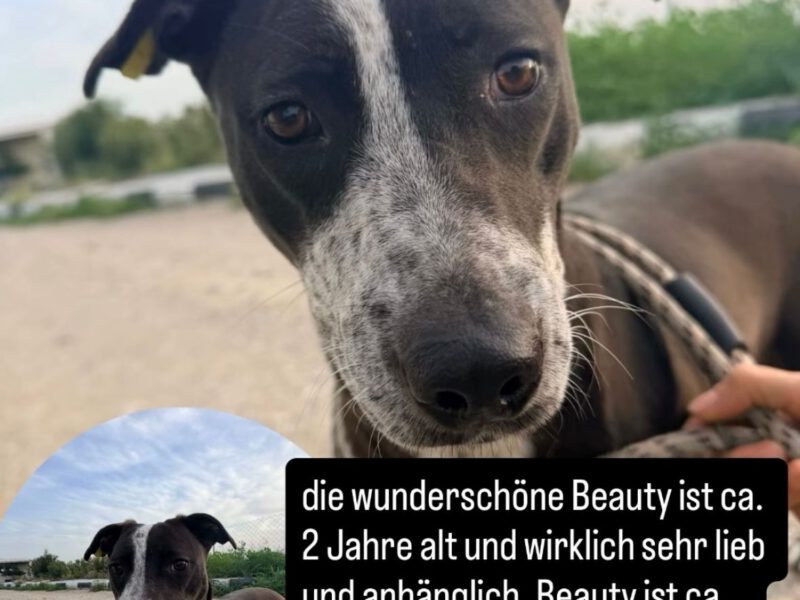 beauty-hunde-aus-dem-tierschutz-hunde-adoptieren-tierschutzverein-rhein-main-hunde-in-not-rhein-main-e.V.