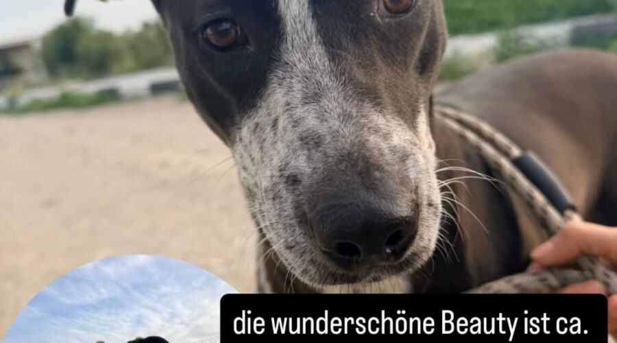 beauty-hunde-aus-dem-tierschutz-hunde-adoptieren-tierschutzverein-rhein-main-hunde-in-not-rhein-main-e.V.