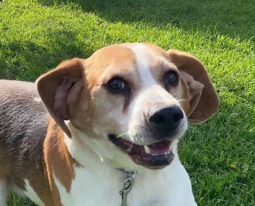 Ozzy-hunde-aus-dem-tierschutz-hunde-adoptieren-tierschutzverein-rhein-main-hunde-in-not-rhein-main-e.V.
