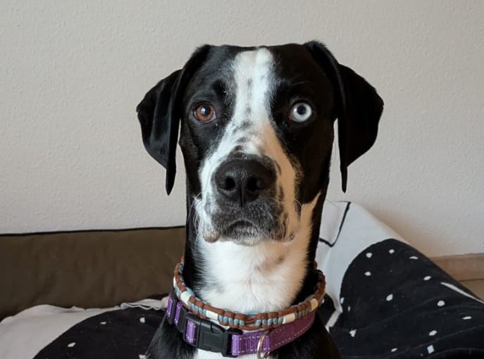 Ziggy-hunde-aus-dem-tierschutz-hunde-adoptieren-tierschutzverein-rhein-main-hunde-in-not-rhein-main-e.V.