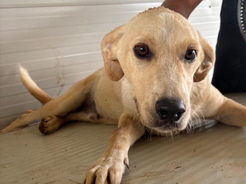 Patroclo-hunde-aus-dem-tierschutz-hunde-adoptieren-tierschutzverein-rhein-main-hunde-in-not-rhein-main-e.V.