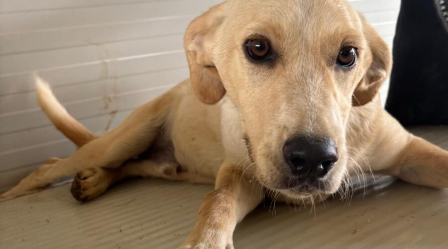Patroclo-hunde-aus-dem-tierschutz-hunde-adoptieren-tierschutzverein-rhein-main-hunde-in-not-rhein-main-e.V.