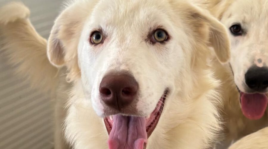Alda-hunde-aus-dem-tierschutz-hunde-adoptieren-tierschutzverein-rhein-main-hunde-in-not-rhein-main-e.V.
