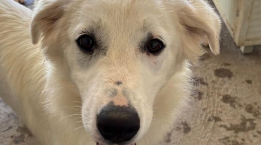 Angelica-hunde-aus-dem-tierschutz-hunde-adoptieren-tierschutzverein-rhein-main-hunde-in-not-rhein-main-e.V.