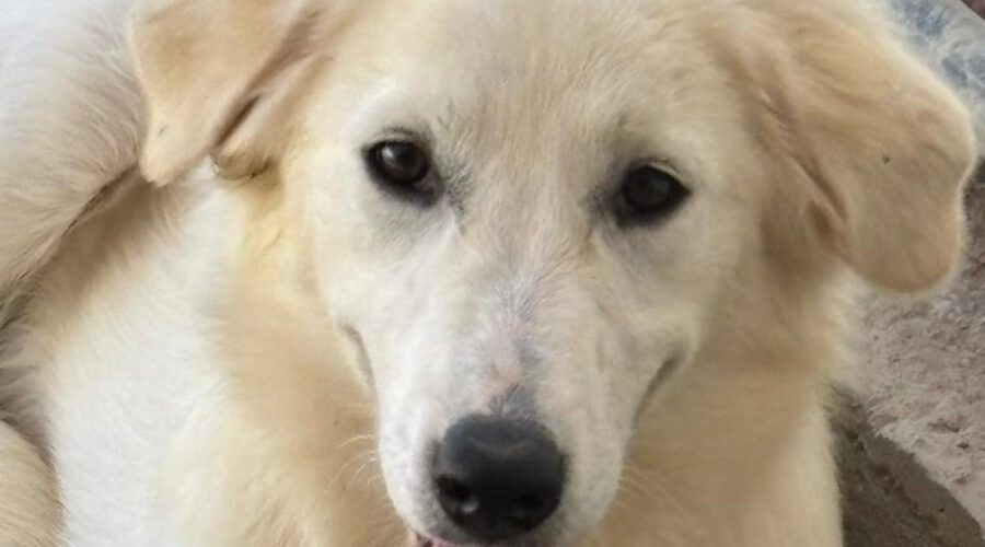 Artura-hunde-aus-dem-tierschutz-hunde-adoptieren-tierschutzverein-rhein-main-hunde-in-not-rhein-main-e.V.
