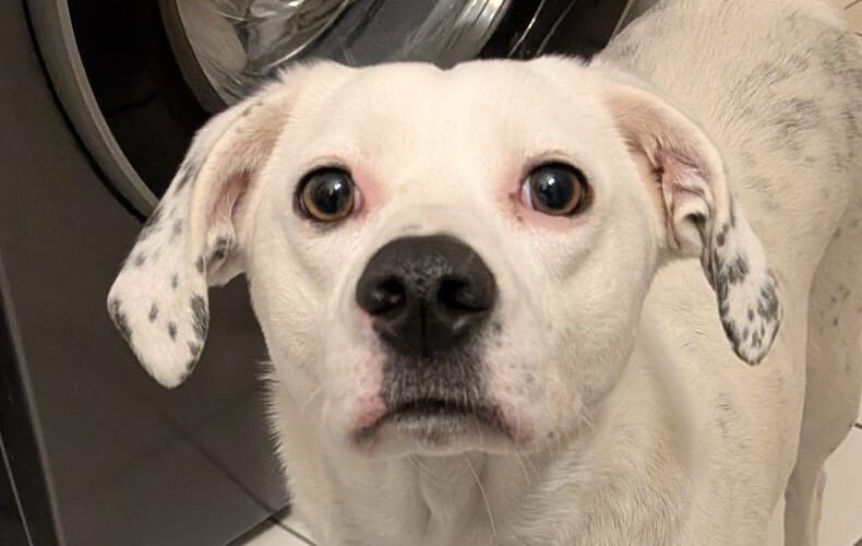Cleopatra-Lia-hunde-aus-dem-tierschutz-hunde-adoptieren-tierschutzverein-rhein-main-hunde-in-not-rhein-main-e.V.