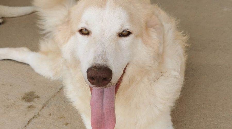 Francesco-hunde-aus-dem-tierschutz-hunde-adoptieren-tierschutzverein-rhein-main-hunde-in-not-rhein-main-e.V.
