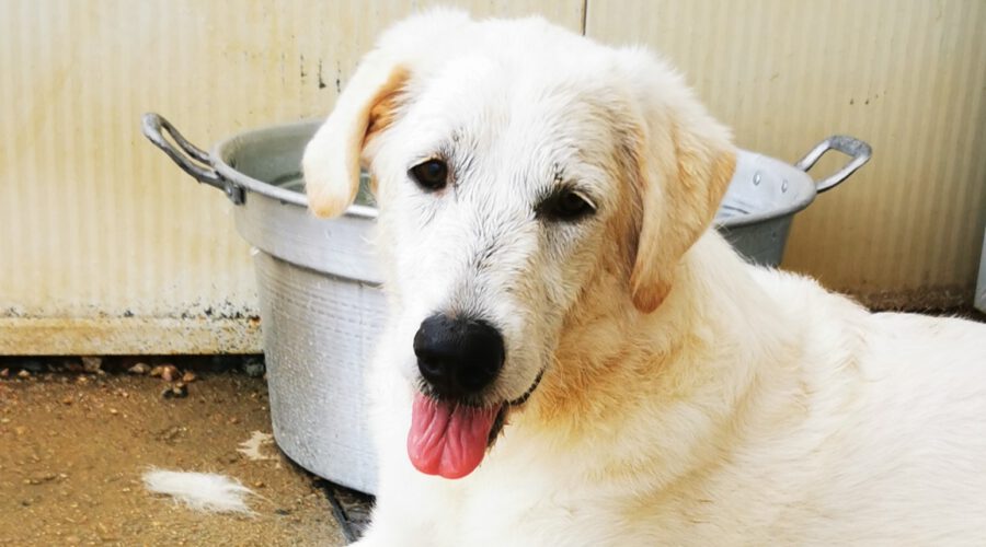 Gina II-hunde-aus-dem-tierschutz-hunde-adoptieren-tierschutzverein-rhein-main-hunde-in-not-rhein-main-e.V.