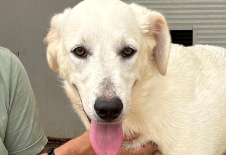 Ginetta-hunde-aus-dem-tierschutz-hunde-adoptieren-tierschutzverein-rhein-main-hunde-in-not-rhein-main-e.V.