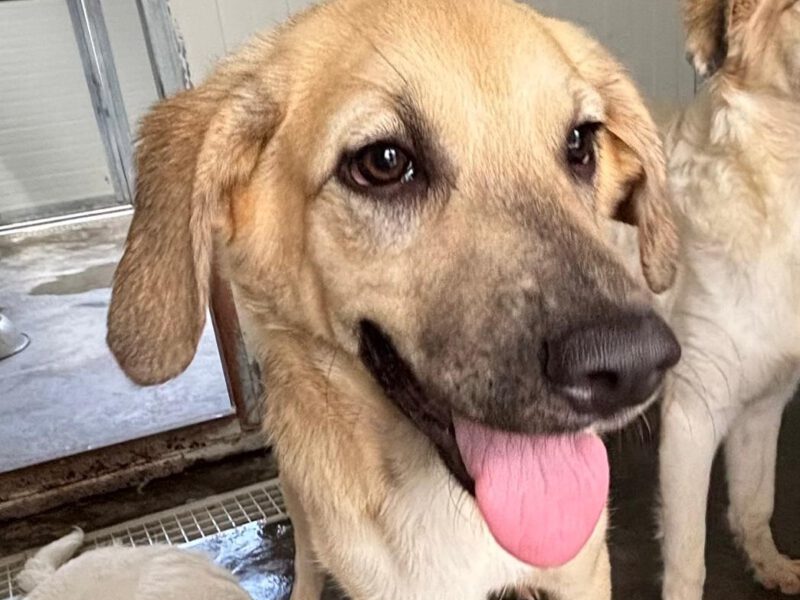 Leanor-hunde-aus-dem-tierschutz-hunde-adoptieren-tierschutzverein-rhein-main-hunde-in-not-rhein-main-e.V.