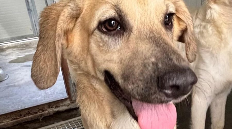 Leanor-hunde-aus-dem-tierschutz-hunde-adoptieren-tierschutzverein-rhein-main-hunde-in-not-rhein-main-e.V.