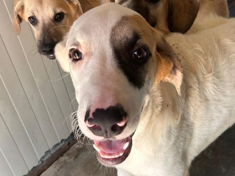 lindo-hunde-aus-dem-tierschutz-hunde-adoptieren-tierschutzverein-rhein-main-hunde-in-not-rhein-main-e.V.