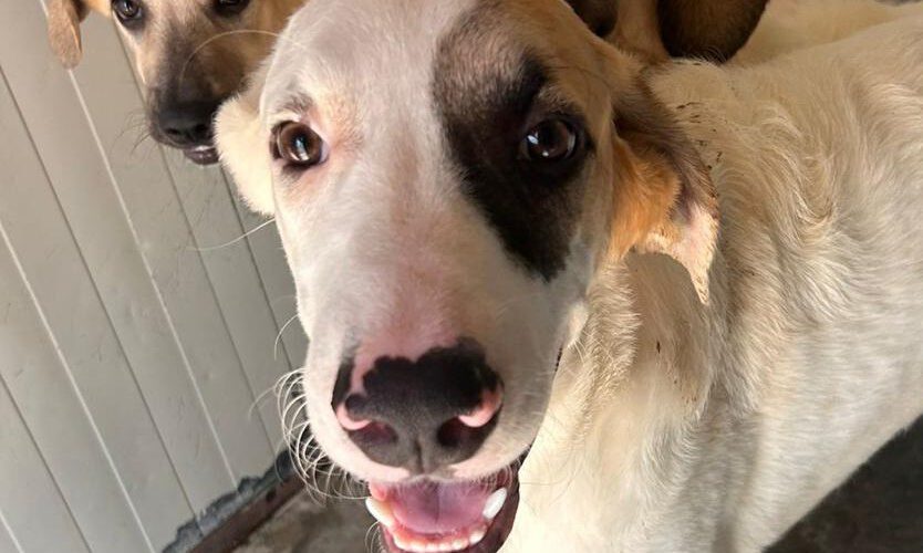 lindo-hunde-aus-dem-tierschutz-hunde-adoptieren-tierschutzverein-rhein-main-hunde-in-not-rhein-main-e.V.