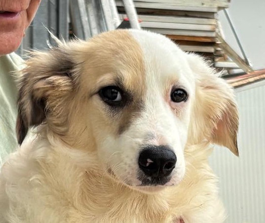 Liza II-hunde-aus-dem-tierschutz-hunde-adoptieren-tierschutzverein-rhein-main-hunde-in-not-rhein-main-e.V.