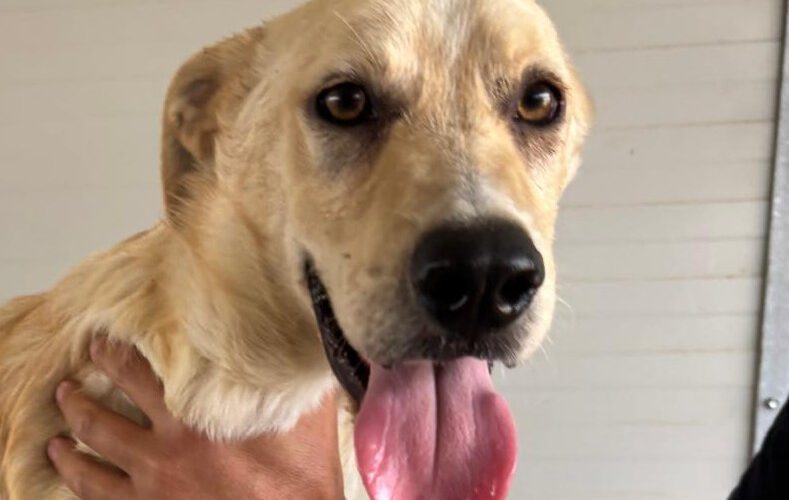 Paride-hunde-aus-dem-tierschutz-hunde-adoptieren-tierschutzverein-rhein-main-hunde-in-not-rhein-main-e.V.