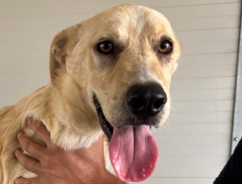 Paride-hunde-aus-dem-tierschutz-hunde-adoptieren-tierschutzverein-rhein-main-hunde-in-not-rhein-main-e.V.