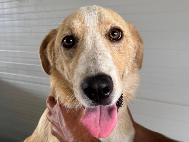 Pluto II-hunde-aus-dem-tierschutz-hunde-adoptieren-tierschutzverein-rhein-main-hunde-in-not-rhein-main-e.V.