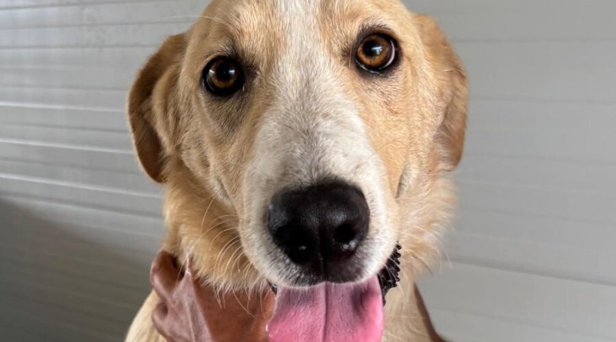 Pluto II-hunde-aus-dem-tierschutz-hunde-adoptieren-tierschutzverein-rhein-main-hunde-in-not-rhein-main-e.V.