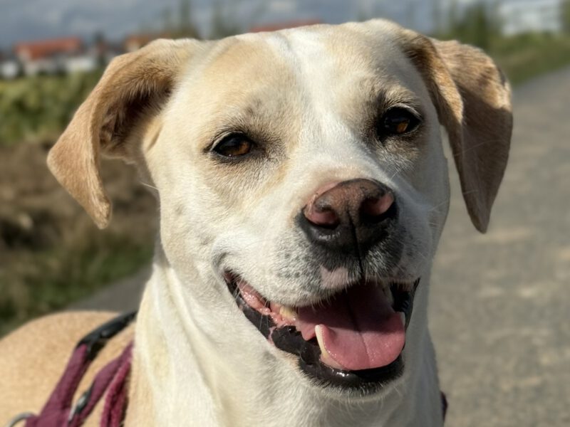 Sun I.-Sani -hunde-aus-dem-tierschutz-hunde-adoptieren-tierschutzverein-rhein-main-hunde-in-not-rhein-main-e.V.