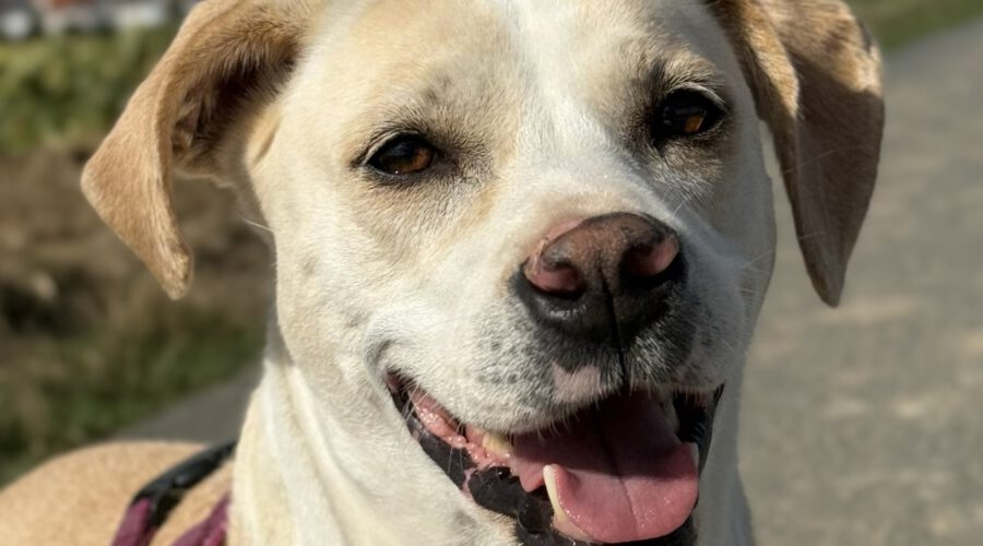 Sun I.-Sani -hunde-aus-dem-tierschutz-hunde-adoptieren-tierschutzverein-rhein-main-hunde-in-not-rhein-main-e.V.