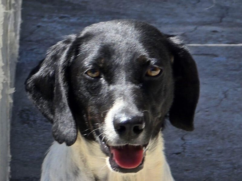 Violetta-hunde-aus-dem-tierschutz-hunde-adoptieren-tierschutzverein-rhein-main-hunde-in-not-rhein-main-e.V.