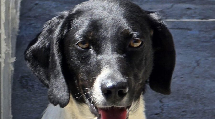 Violetta-hunde-aus-dem-tierschutz-hunde-adoptieren-tierschutzverein-rhein-main-hunde-in-not-rhein-main-e.V.